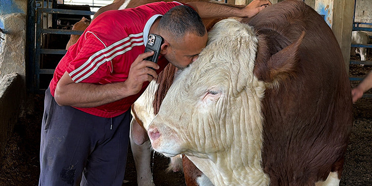 Çocuk gibi büyüttü, ‘gardaşım’ diye hitap ediyor… Ayrılığı sezen boğanın duygulandıran değişimi!