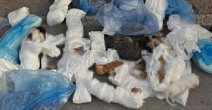 İzmir’de vahşet! 33 kedi ölü bulundu… Soruşturma başlatıldı: 1 veteriner hekim gözaltına alındı